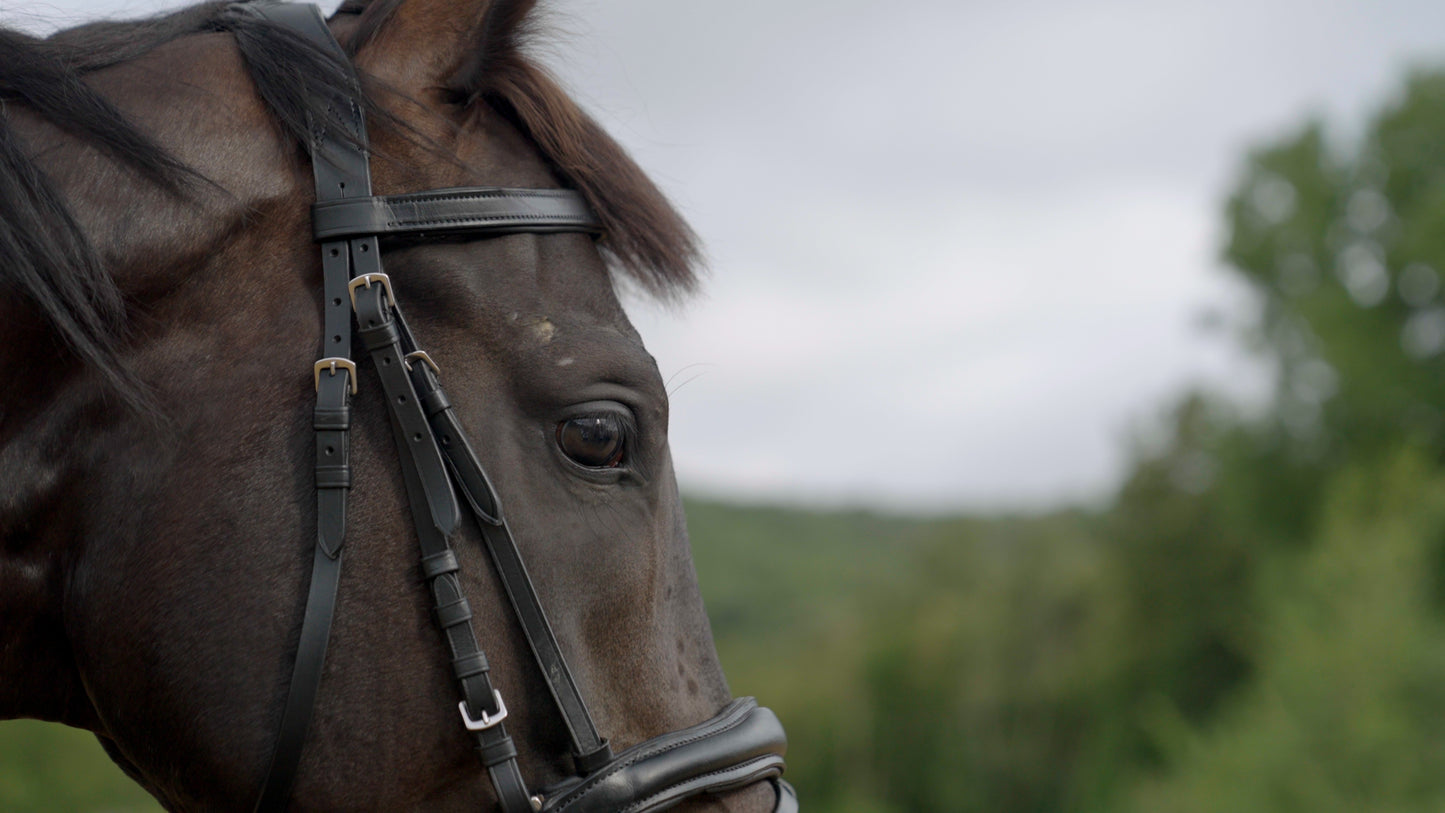 Anatomic leather bridle